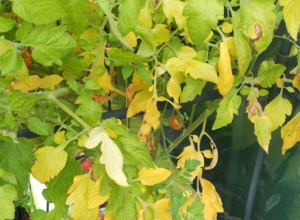  Warum werden die Blätter von Tomaten gelb?