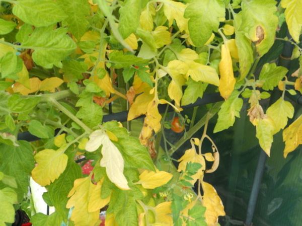  Warum werden die Blätter von Tomaten gelb?