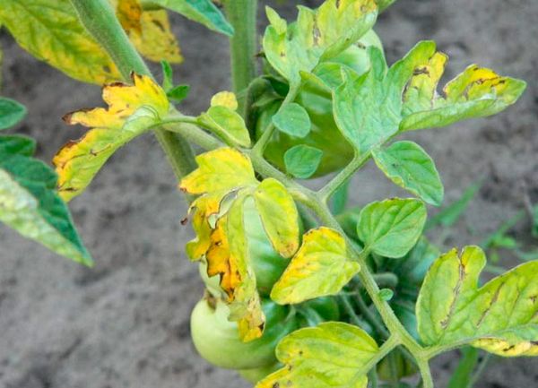  Tomatenblätter für Fusarium