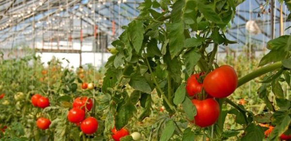  Züchtung eines Tomaten-Monomakh-Hutes in einer industriellen Umgebung