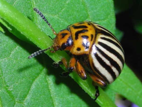  Colorado coléoptère se bouchent