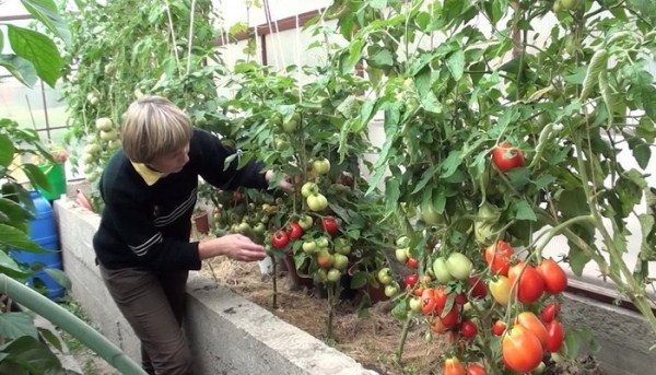  Tomatenpflege