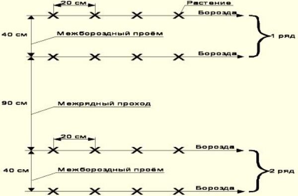  Das Schema des Pflanzens von Gurken im Gewächshaus