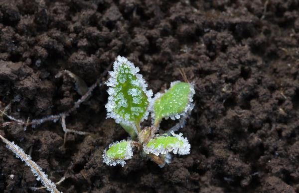  Plants de chou dans la glace