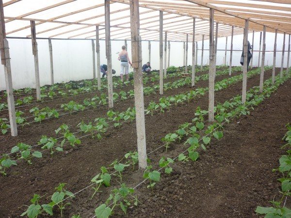  Plantation à deux lignes de concombres