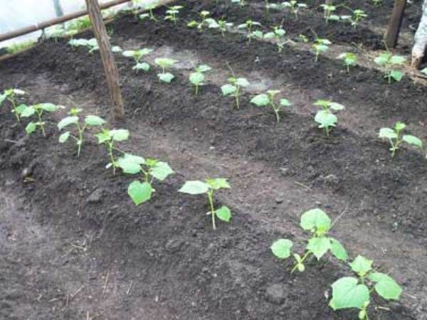  Concombres de plantation à une rangée