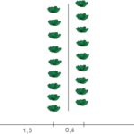  Le schéma de planter des rangées de chou