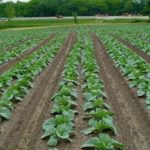  Wachsender Kohl auf offenem Feld in gepaarten Reihen