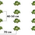  Das Schema des einreihigen Kohls