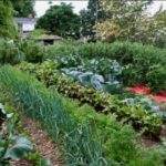  Cultiver du chou avec d'autres légumes