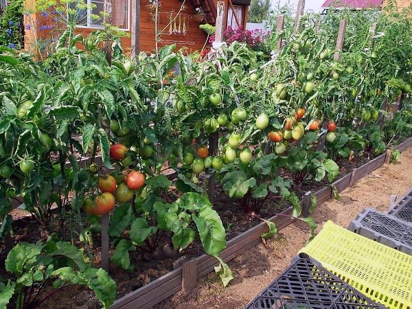  Nur mit der richtigen und rechtzeitigen Pflege können Sie eine gute Ernte von Tomaten erhalten