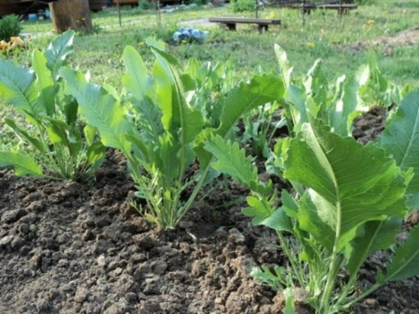  Lit avec du raifort dans le jardin