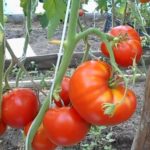  Die Vorteile des Anbaus von hohen Tomaten