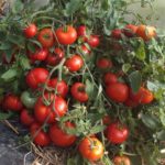  Tomates adaptées à la région de Léningrad