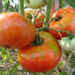  Les meilleures grandes variétés de tomates