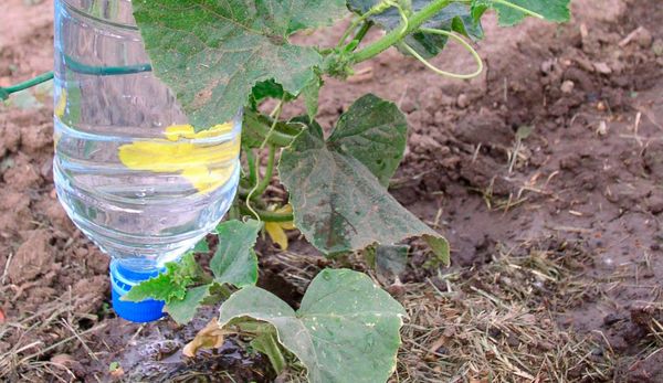  Irrigation goutte à goutte faites-le vous-même