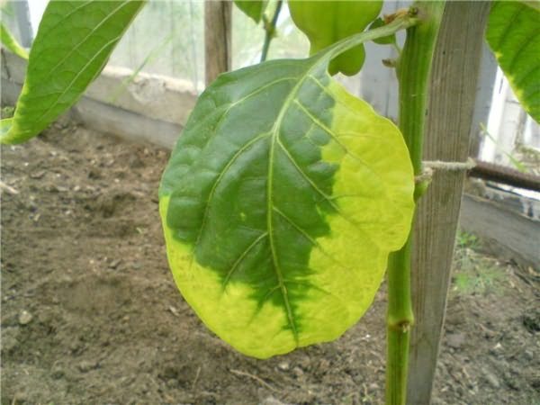  Les feuilles d'aubergine commencent à jaunir