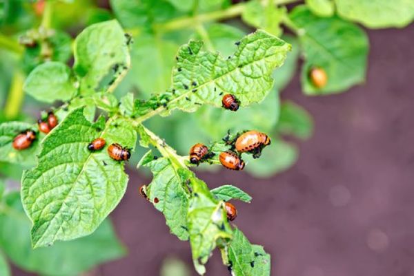  Die Niederlage der Kartoffel verlässt den Kartoffelkäfer