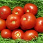  Tomaten, die für die Region Leningrad geeignet sind