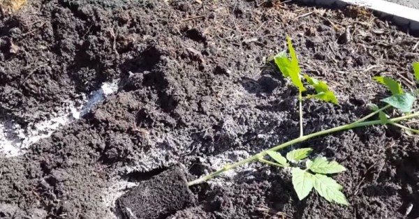  Beim Anbau von Tomaten nach der Maslov-Methode müssen die Sämlinge so in die Rillen gelegt werden, dass das Wurzelsystem nach Süden und die Spitzen des Busches nach Norden gerichtet sind