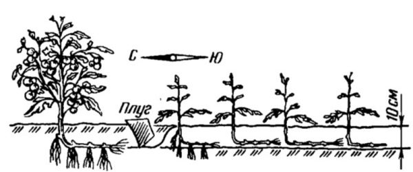  Schéma de culture de la tomate selon la méthode de I.M. Maslova