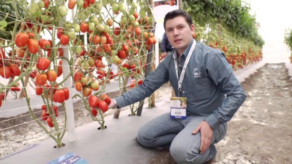  Nützliche und reife Früchte von Tomaten, bereit zu ernten