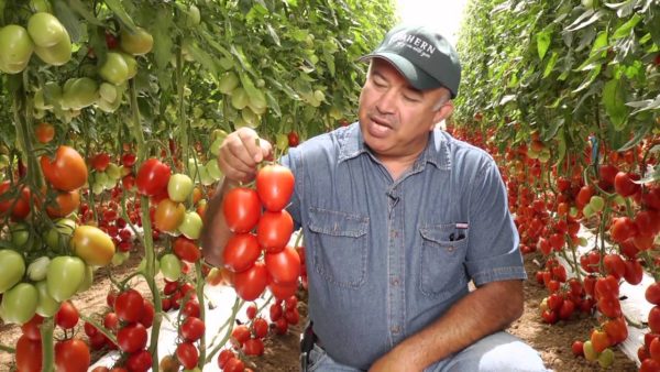  Les tomates ont mûri juste sur la branche