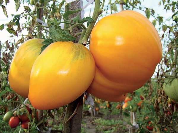  Die besten großen Tomatensorten