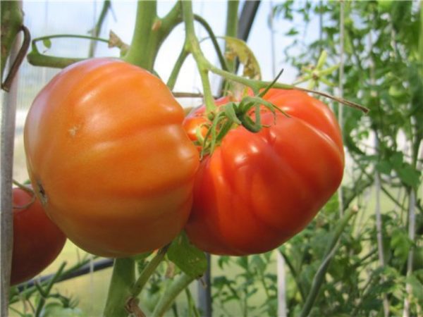  Patte d'ours tomate sur un buisson