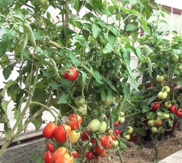  Anbau von Tomaten in Maslov schließt pasynkovanie Pflanzen aus