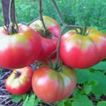  Die ertragreichsten Gewächshaus-Tomaten aus Polycarbonat