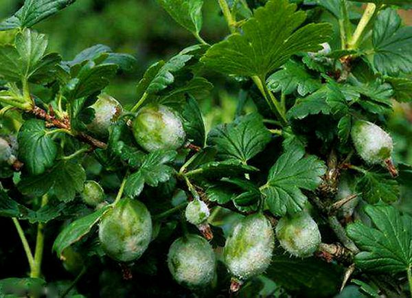  Rosée farineuse sur groseille