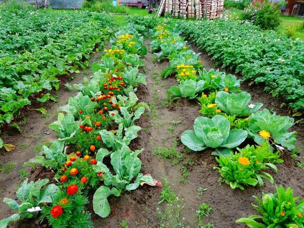  Compatibilité végétale sur le jardin