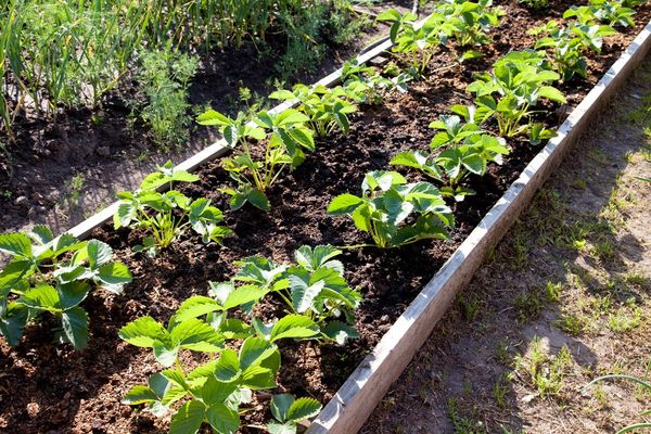  Als Nachbarn für Erdbeeren können Sie Spinat, Salat oder Radieschen wählen