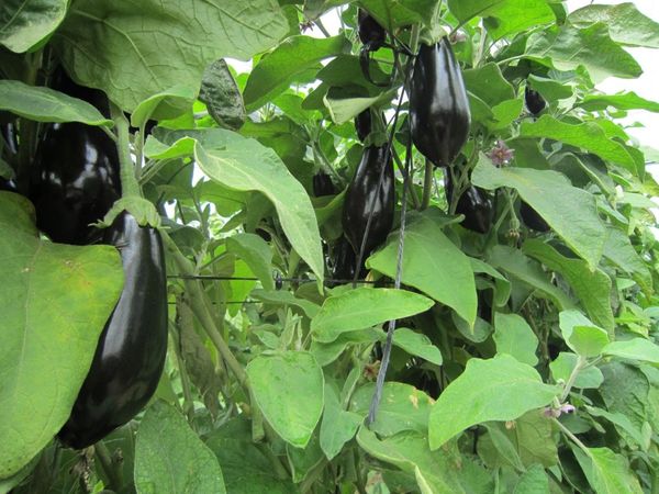  Neben der Aubergine können Sie Bohnen oder Erbsen anpflanzen