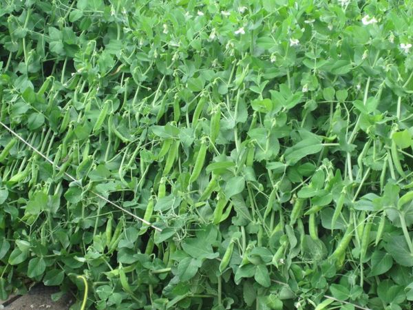  Erbsen können neben Kohlrabi und Salat gepflanzt werden