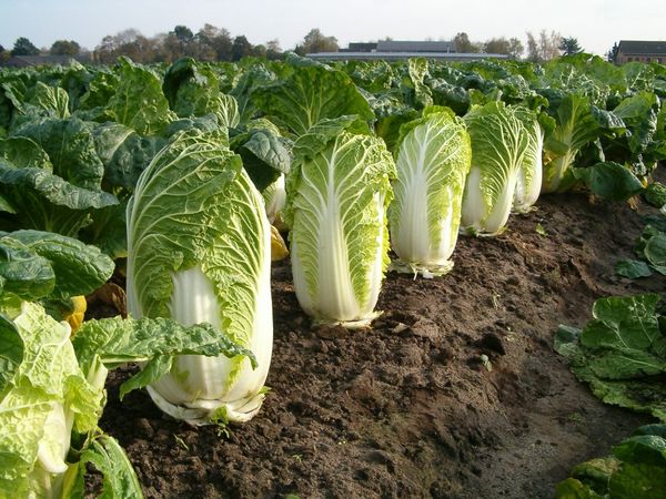  Le chou est bon avec la salade