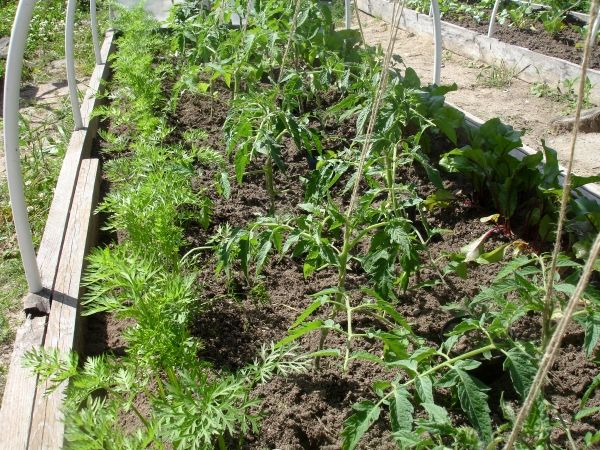  Karotten kommen auf dem gleichen Bett gut mit Tomaten aus