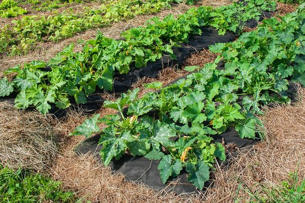  Zucchini kann neben den Bohnen gepflanzt werden