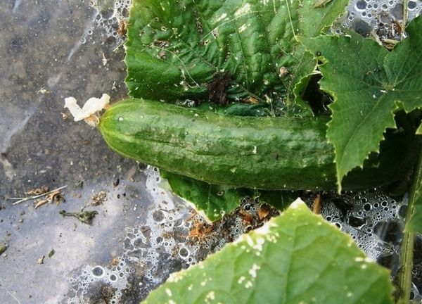  Mulchen stört das Wachstum von Unkraut