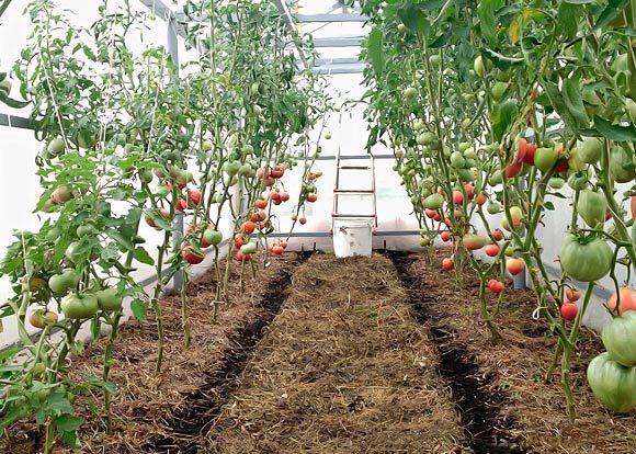  Paillage de tomates