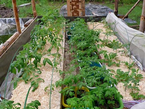  Sägemehl auf Tomaten in einem Gewächshaus als Mulch