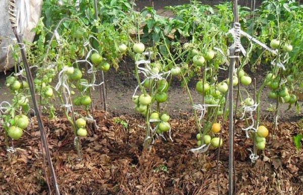  Um die Anzahl der Bewässerungen zu reduzieren und die Reifung der Früchte zu beschleunigen, werden die Tomaten gemulcht