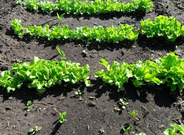  Comment planter une salade