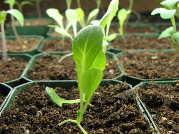  La laitue Romaten est cultivée de manière plantule.