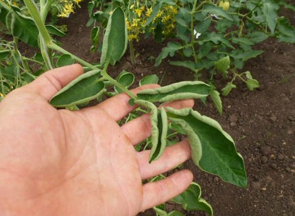  Mangel an Spurenelementen in Tomaten