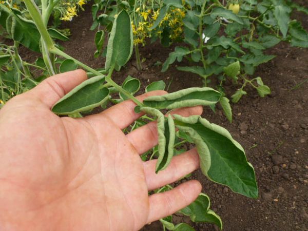  Mangel an Spurenelementen in Tomaten