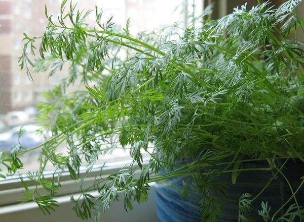  Wachsender Dill auf dem Fensterbrett