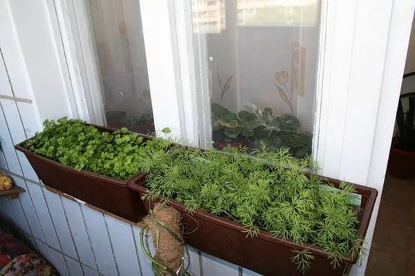  Wenn auf einem Balkon gewachsen wird, können hohe Temperaturen zu Dillvergilbung führen.