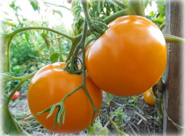  Tomates jaunes